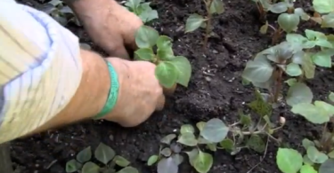 Elderly person gardening
