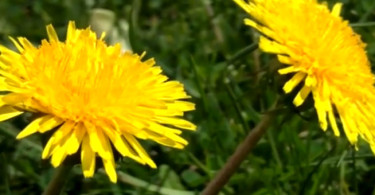 dandelions