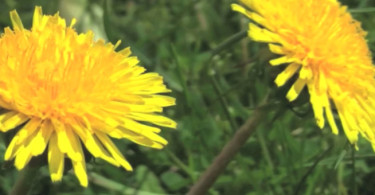 Dandelion