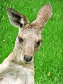 kangaroo2