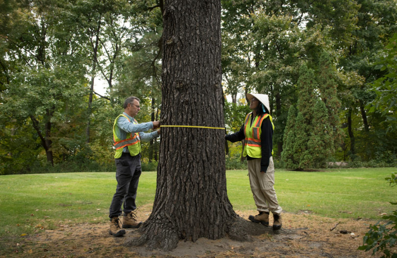 University of Toronto graduate students Peter Kuitenbrouwer (left) and Joanna Yu measure trees on Sunnybrook’s Bayview site.