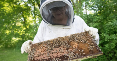 beekeeper with bees
